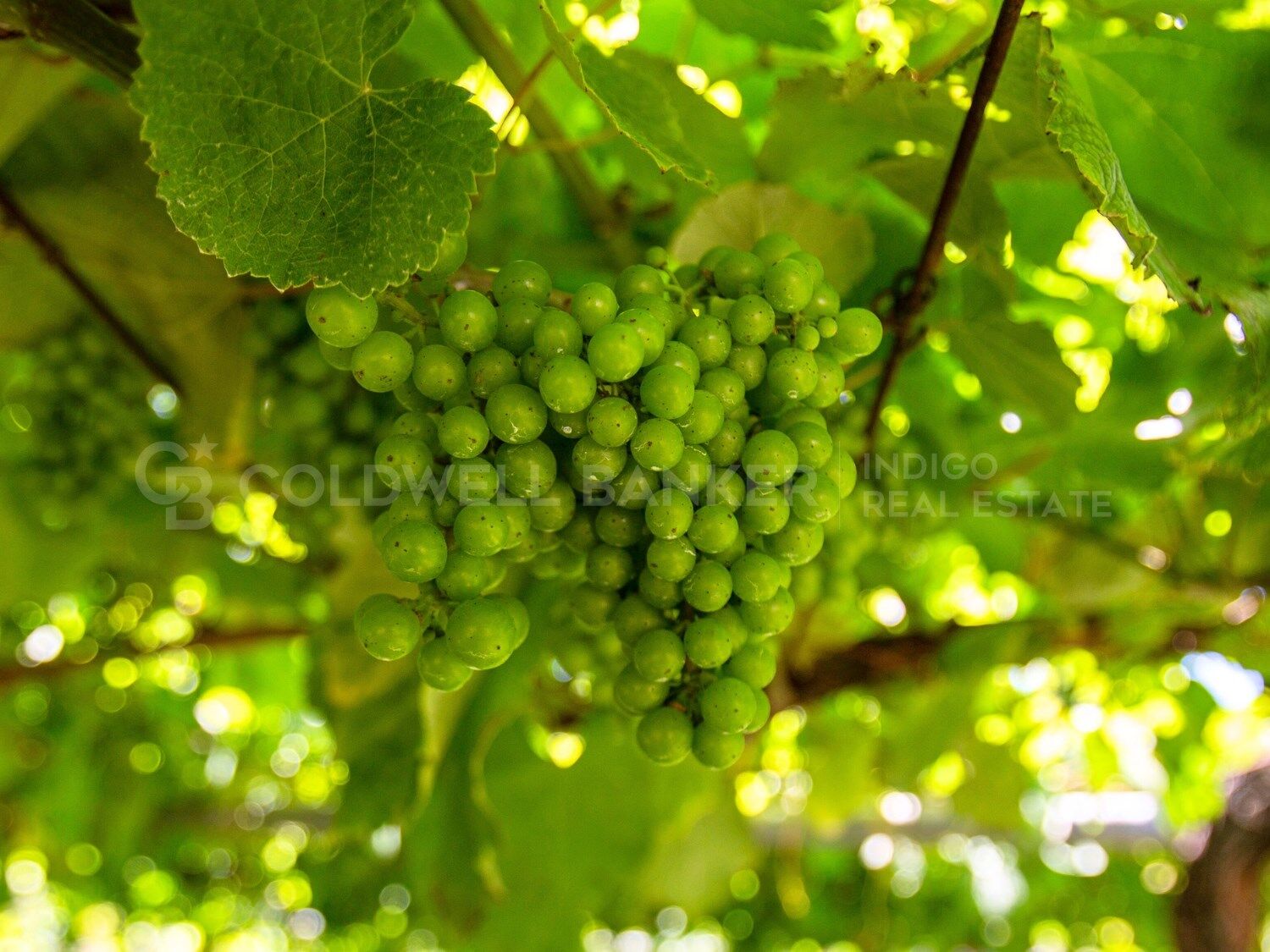 Luxury Mansion in Sanxenxo, Spain with Private Vineyard